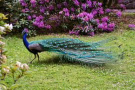 паун 21 лист